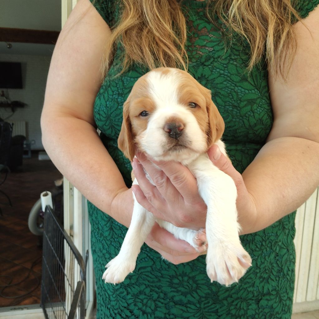 Des Mordorées Du Bois Des Gouttes - Chiots disponibles - Epagneul Breton
