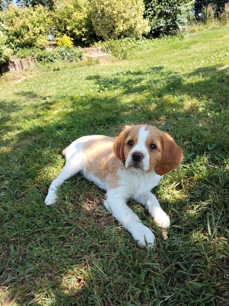 Des Mordorées Du Bois Des Gouttes - Chiots disponibles - Epagneul Breton