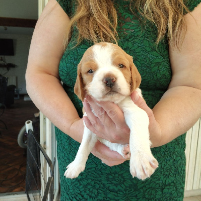CHIOT 2