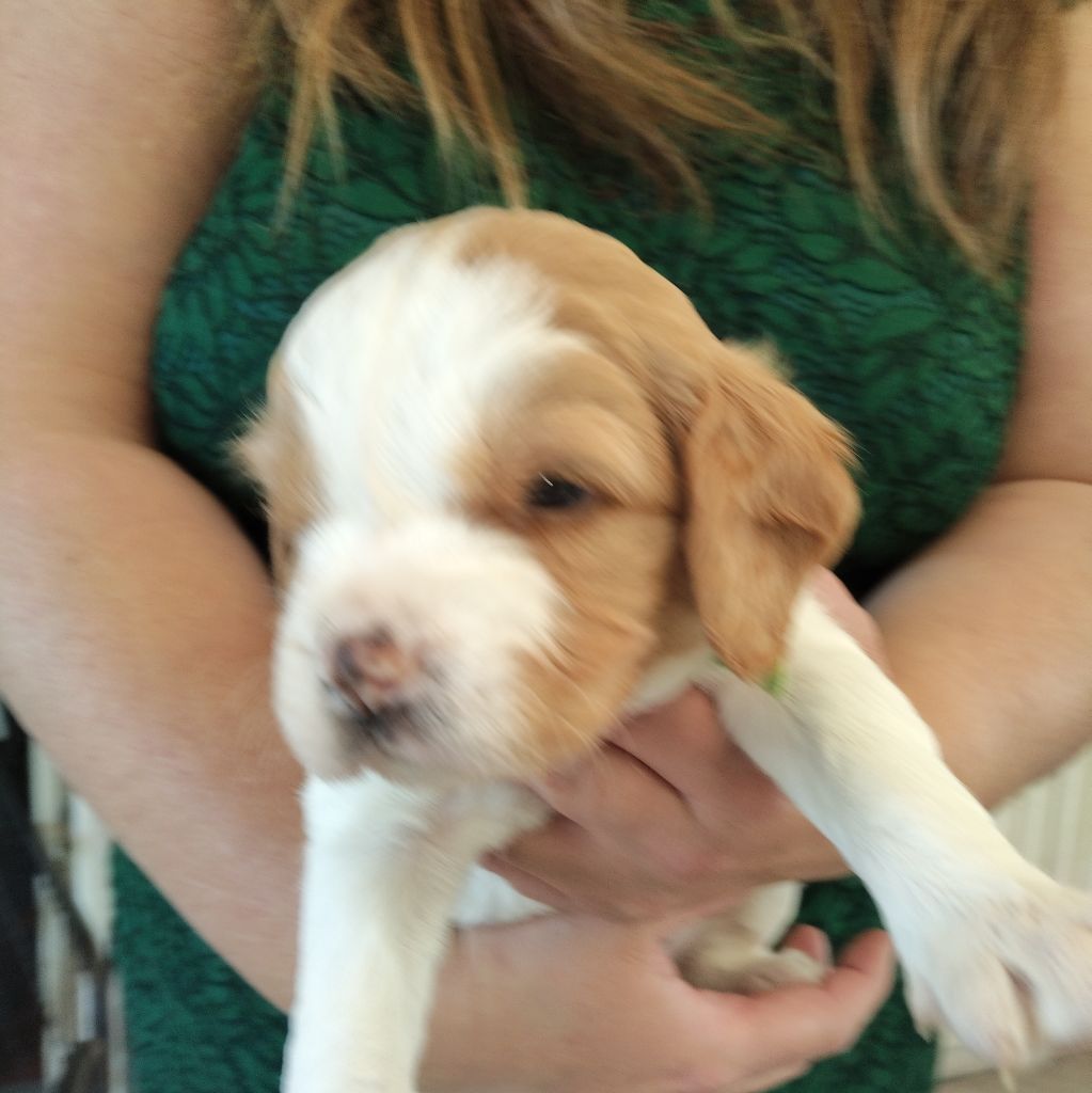 Des Mordorées Du Bois Des Gouttes - Chiots disponibles - Epagneul Breton