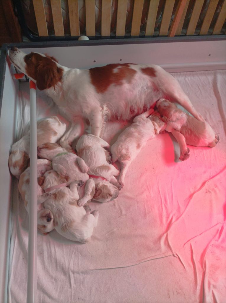 Chiot Epagneul Breton Des Mordorées Du Bois Des Gouttes